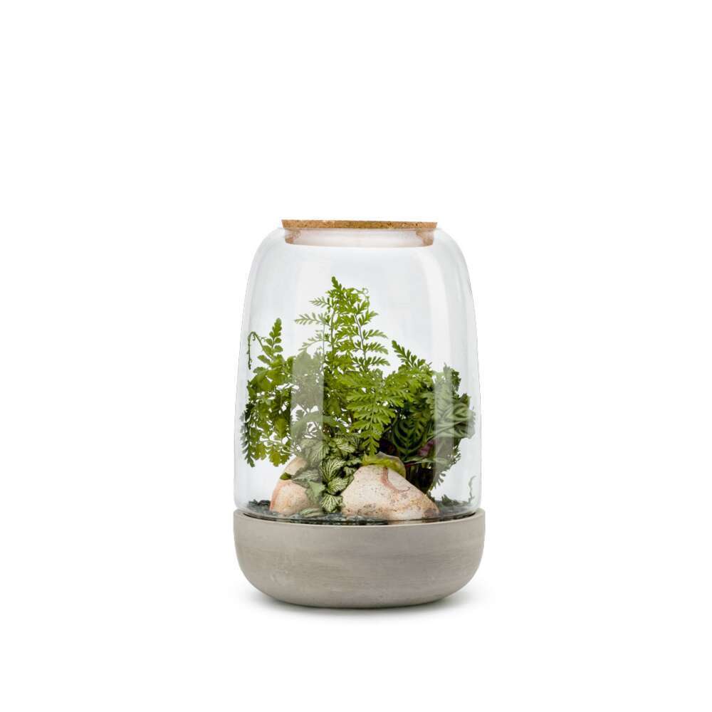Terrariums compositions végétales, kit terrarium Truffaut