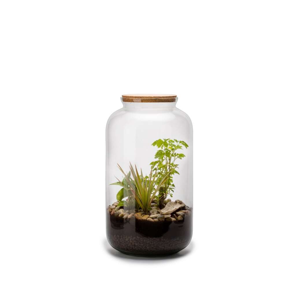 Terrariums compositions végétales, kit terrarium Truffaut
