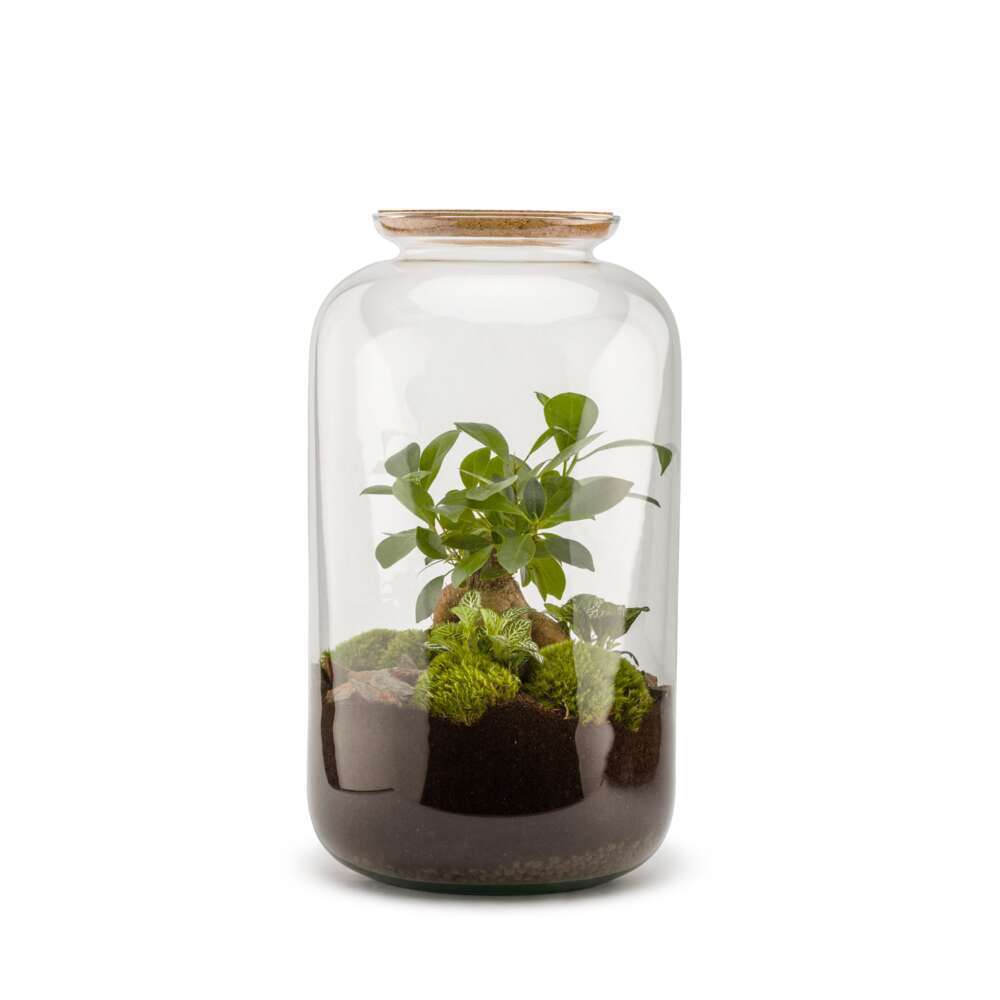 Terrariums compositions végétales, kit terrarium Truffaut
