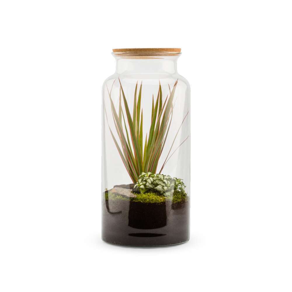Terrariums compositions végétales, kit terrarium Truffaut