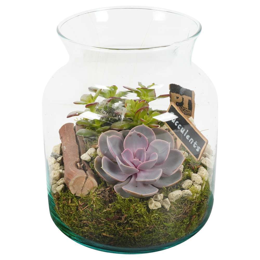 Terrariums compositions végétales, kit terrarium Truffaut