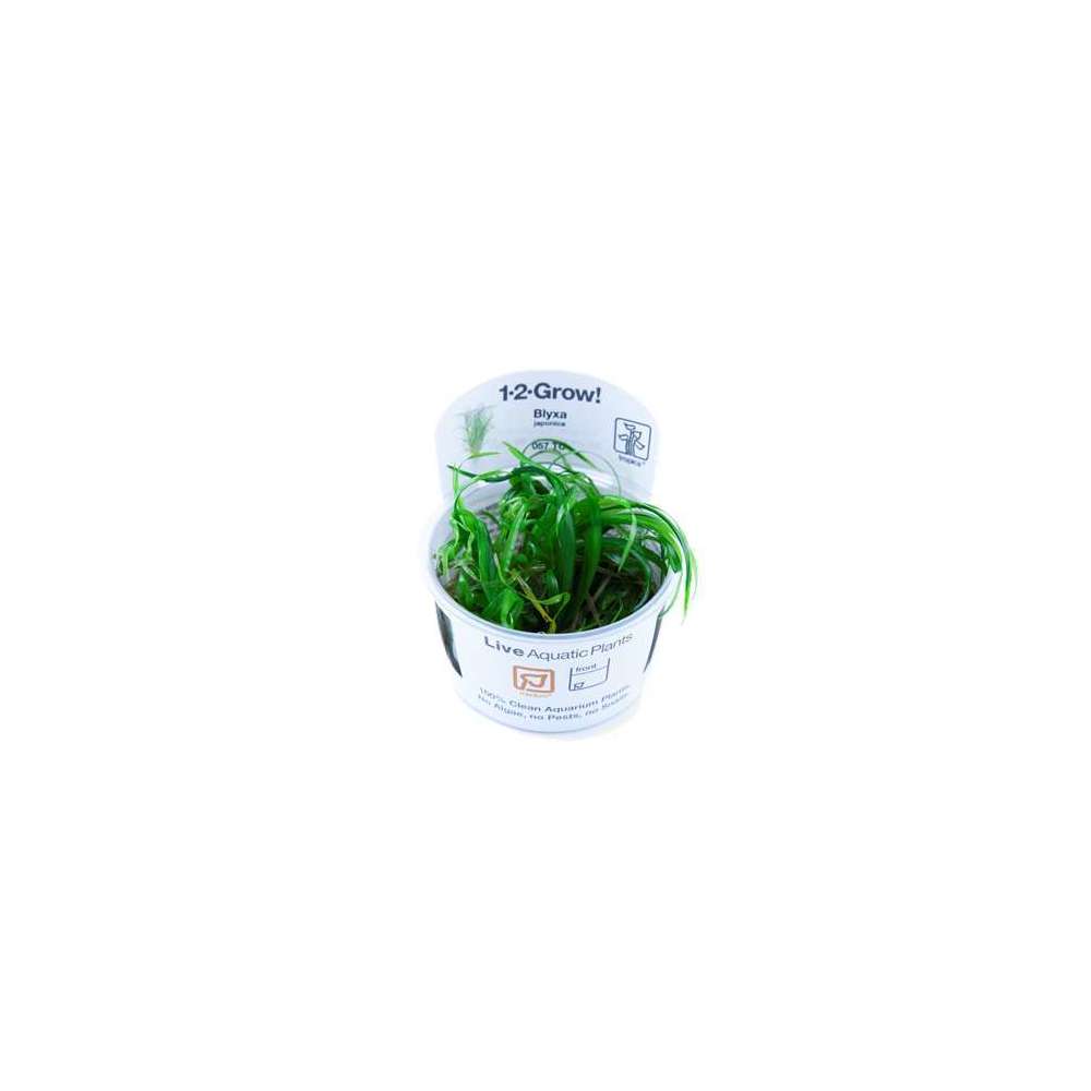 Blyxa Japonica 1 2 Grow Truffaut