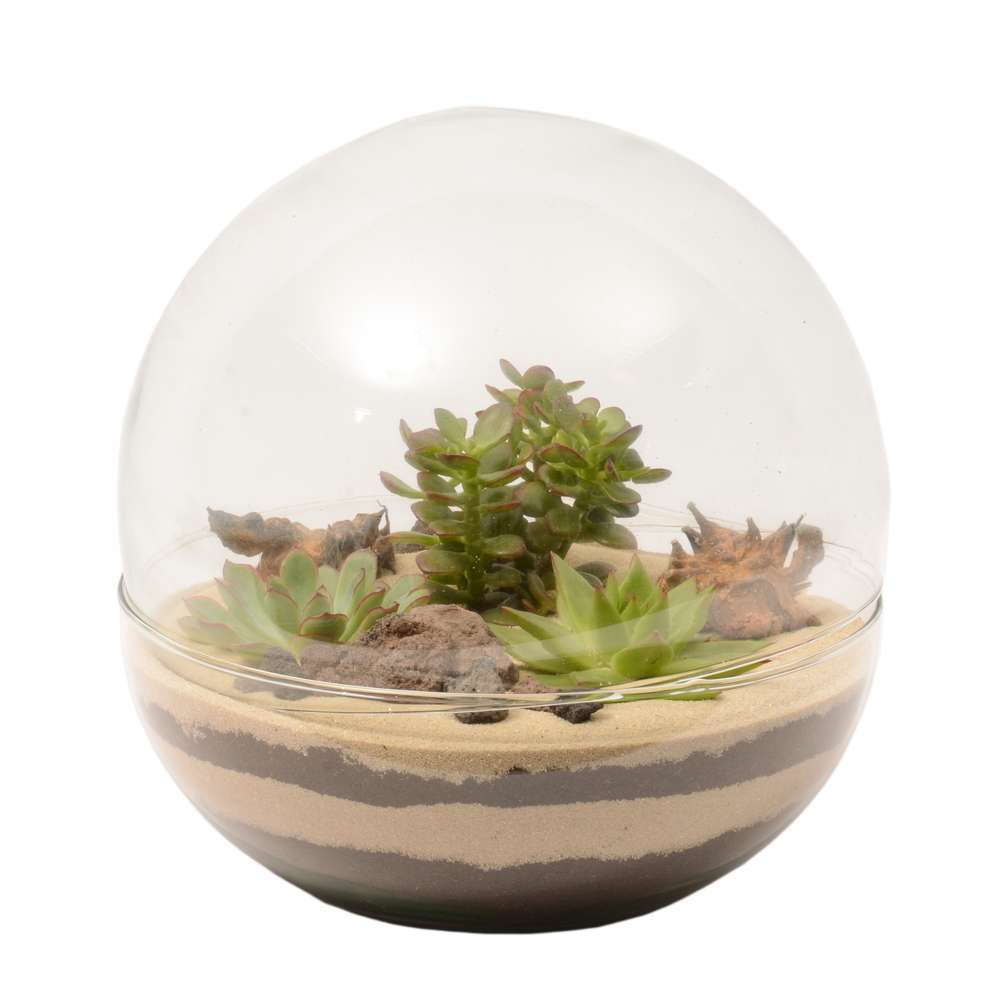 Terrariums compositions végétales, kit terrarium Truffaut