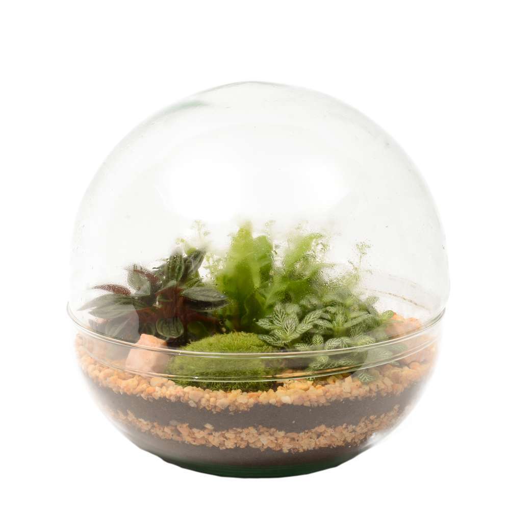 Terrariums compositions végétales, kit terrarium Truffaut