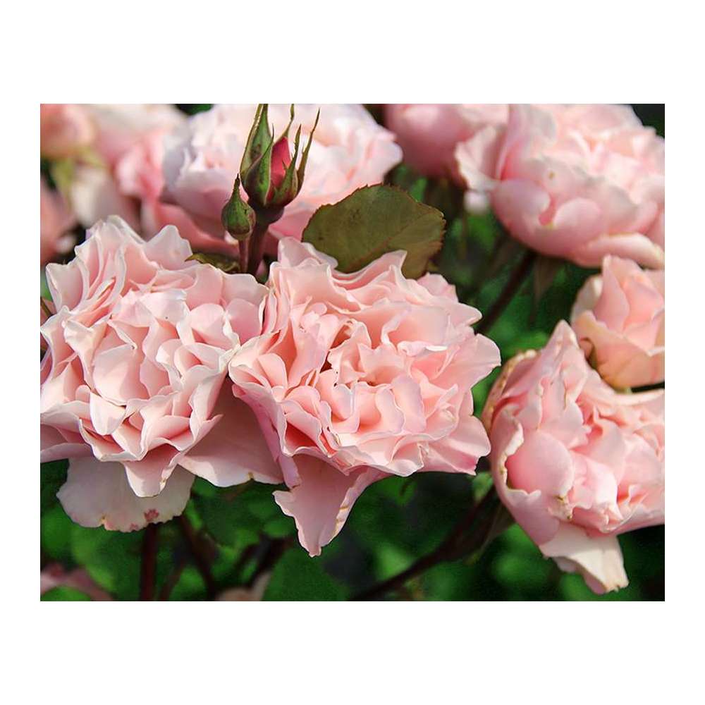 Rosiers Buissons Parfumes