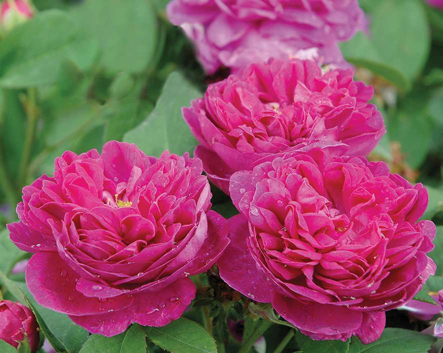 Rosiers Buissons Parfumes