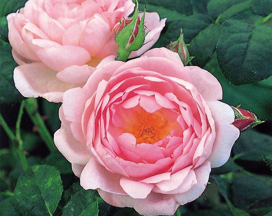 Rosiers Buissons Parfumes