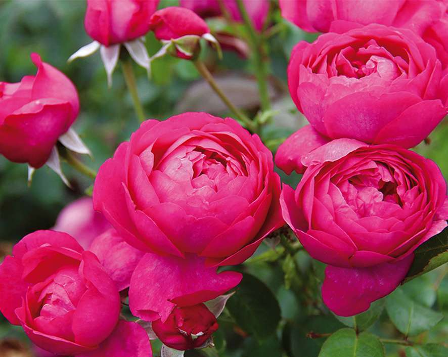 Rosiers Buissons Parfumes