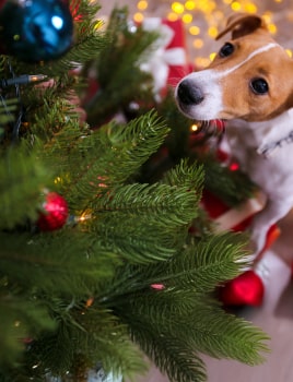 Prévenir les risques avec les animaux domestiques