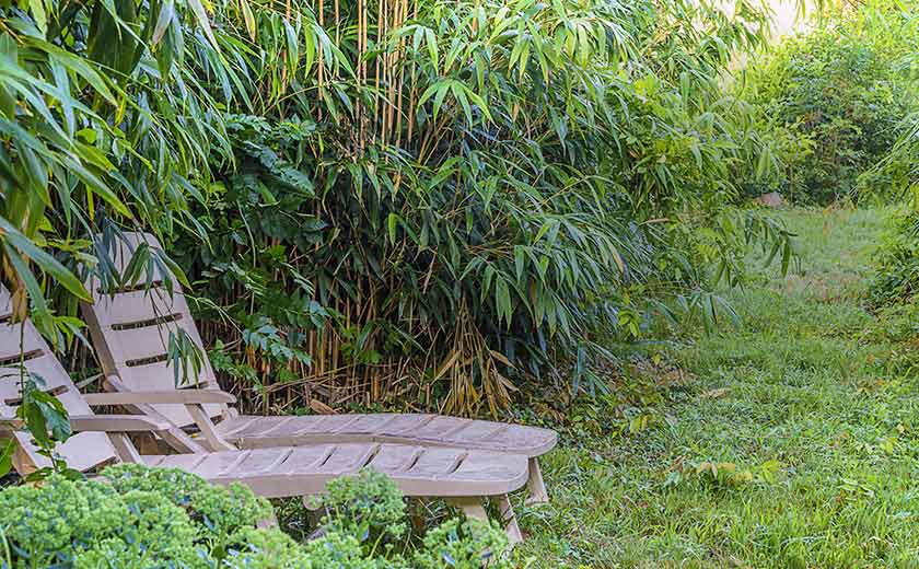 Le grand nettoyage : les bambous