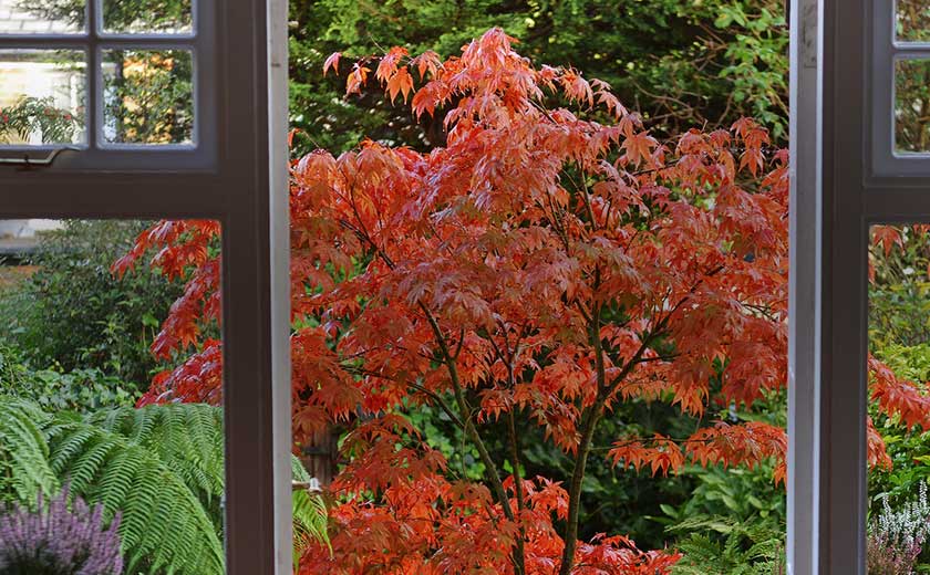 Le grand nettoyage : les érables du japon