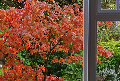 Les érables du japon