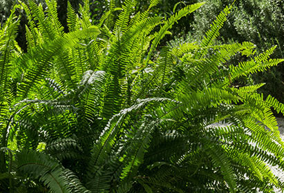Les fougères