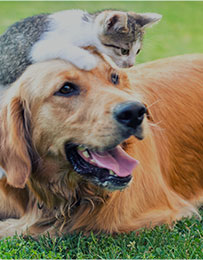 Animalerie