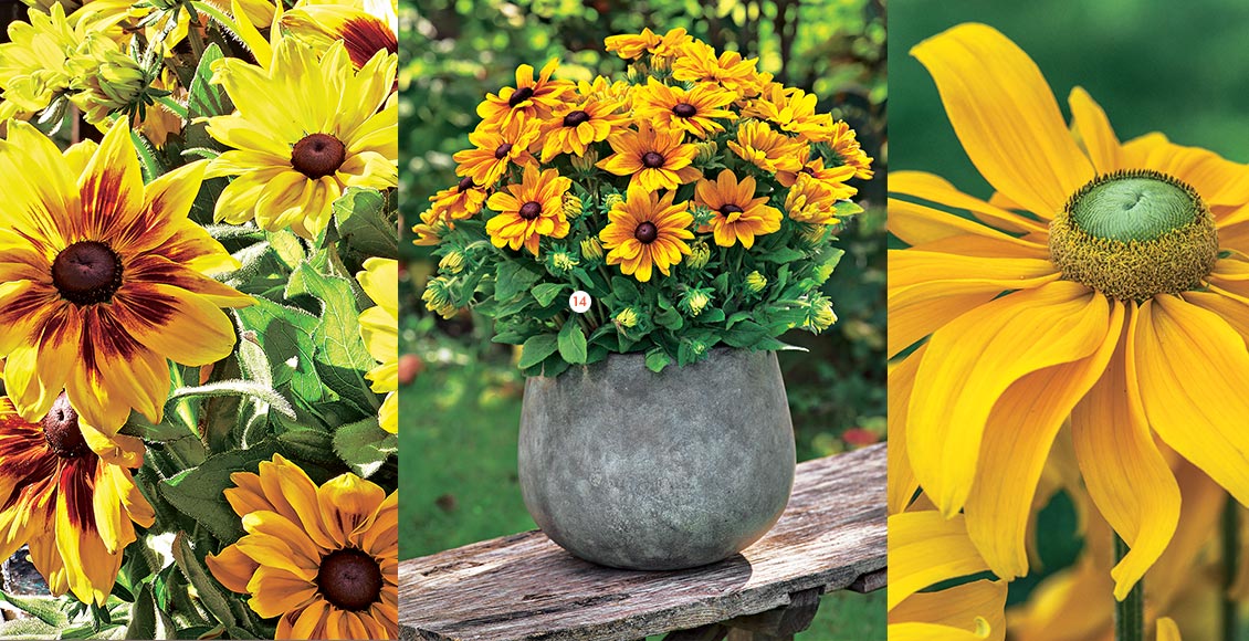 Rudbeckia ‘Emilia' Le pot Ø 21 cm (873384) Rudbeckia ‘Emilia' Le pot Ø 21 cm (873384)