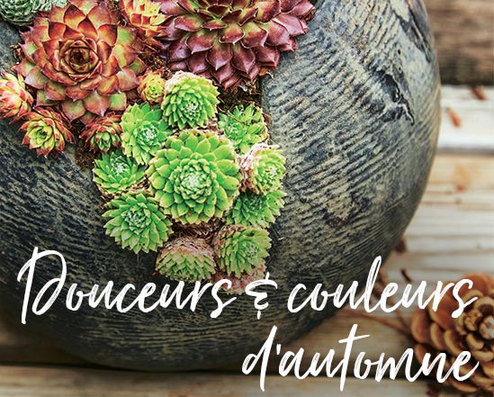Douceurs & couleurs d'automne Douceurs & couleurs d'automne