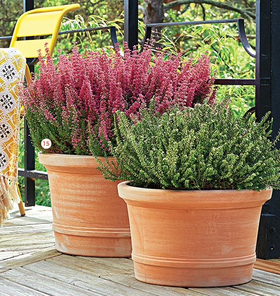 15. Erica d'hiver Le pot de 5 litres (126052) 15. Erica d'hiver Le pot de 5 litres (126052)