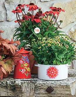 Echinacea sunmagic ‘Vintage Red' Le pot Ø 19 cm (873383) Echinacea sunmagic ‘Vintage Red' Le pot Ø 19 cm (873383)