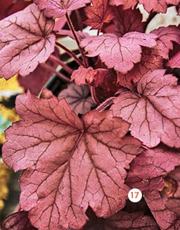 Heuchère - Plusieurs variétés à découvrir Heuchère - Plusieurs variétés à découvrir