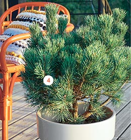 Pinus Silvestris Pinus Silvestris