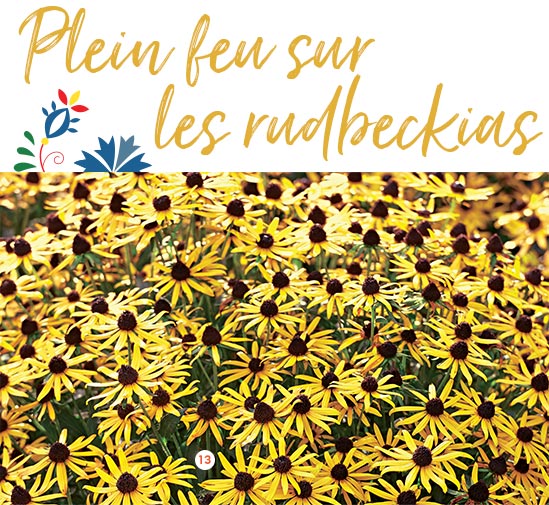Rudbeckia little Goldstar ‘Truffaut' Le pot de 2 litres (671650) Rudbeckia little Goldstar ‘Truffaut' Le pot de 2 litres (671650)
