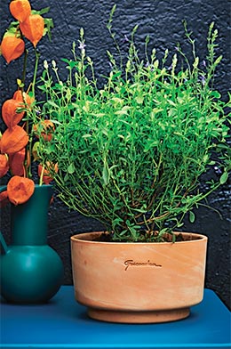 Pot greenville “Elho” Coloris vert sombre. Pot greenville “Elho” Coloris vert sombre.