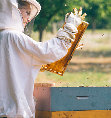 Les bienfaits des abeilles