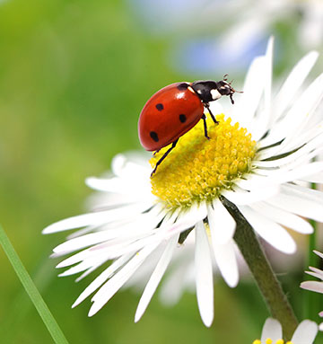 Les bienfaits des abeilles