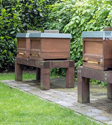 Abeilles