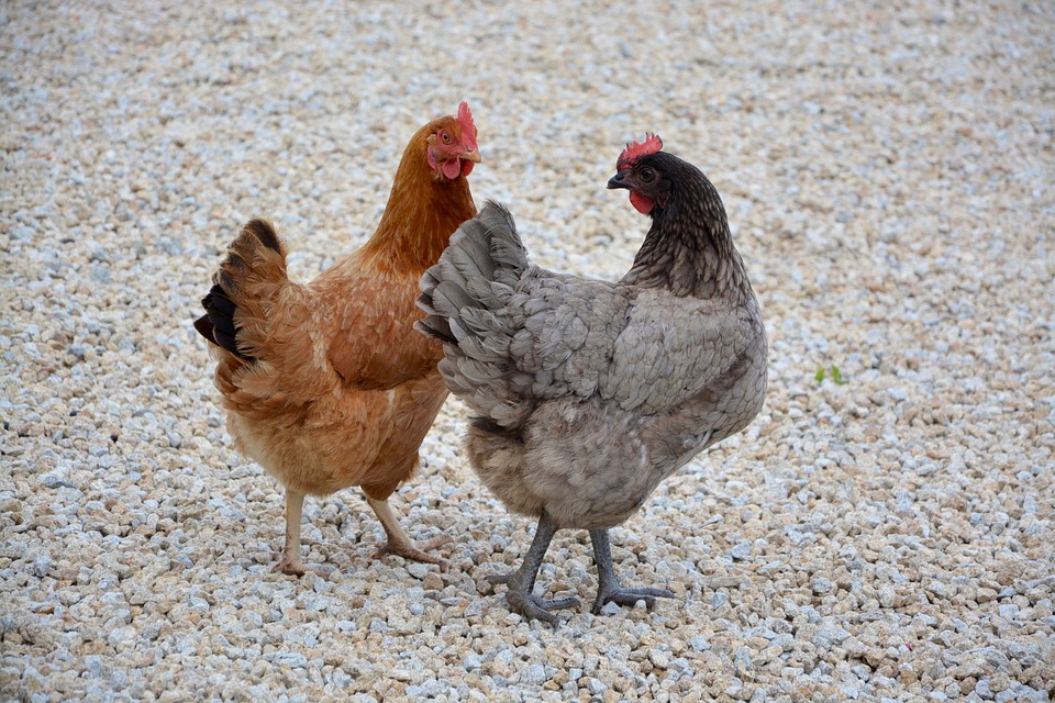 poules metz