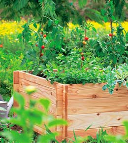 carre potager jardin