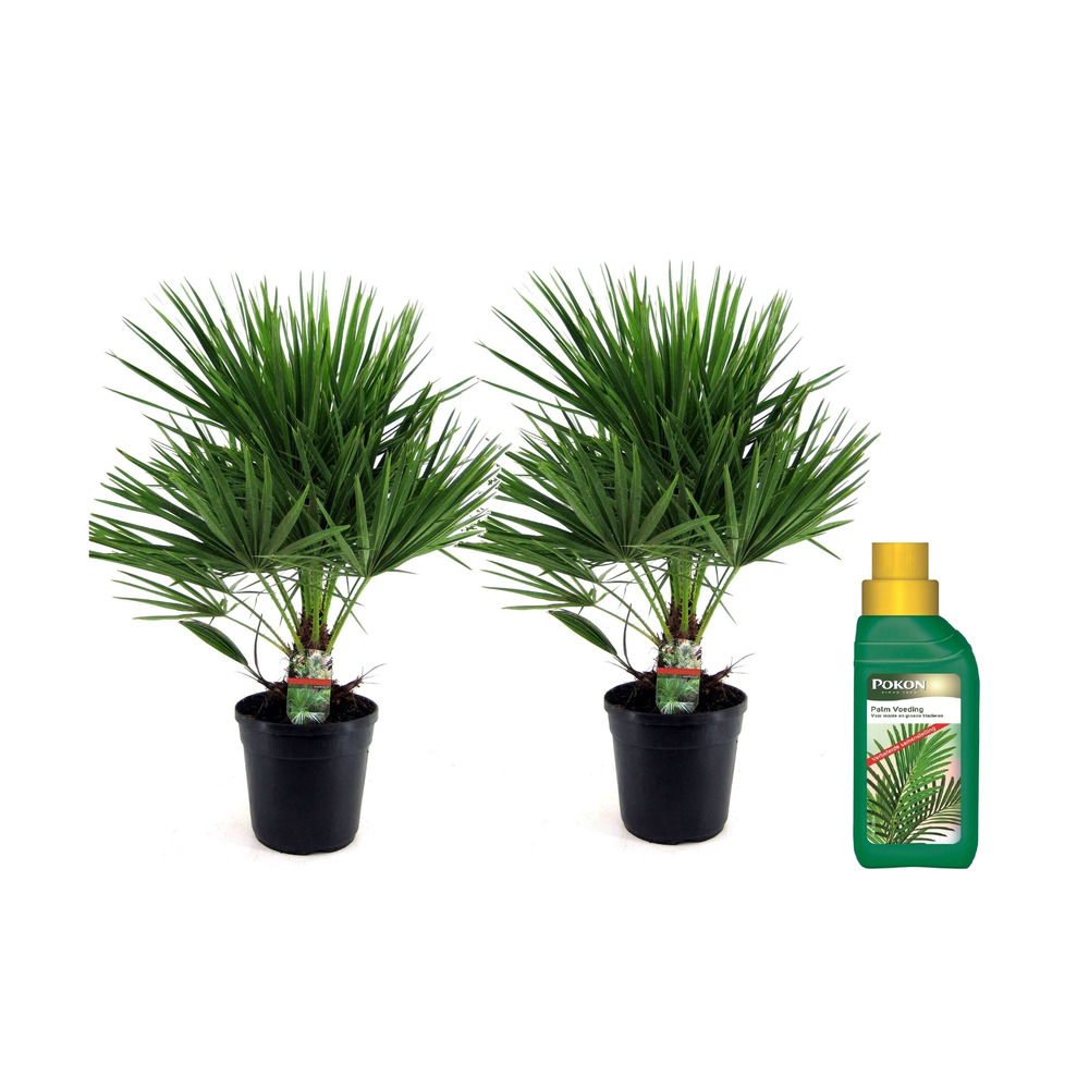Palmier nain - set de 2 - chamaerops humilis - hauteur 70-80cm - ⌀21cm
