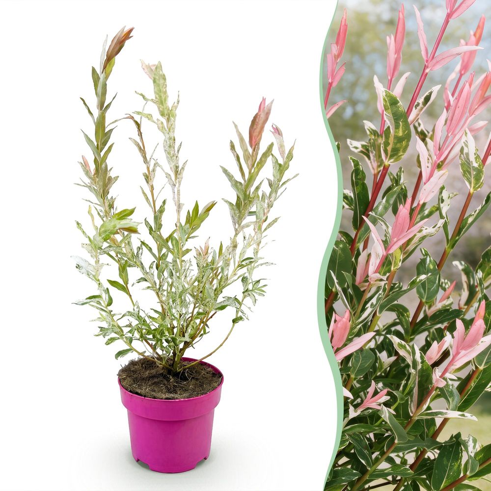 Saule crevette 'flamingo' - pot 17 cm - hauteur 40-50 cm