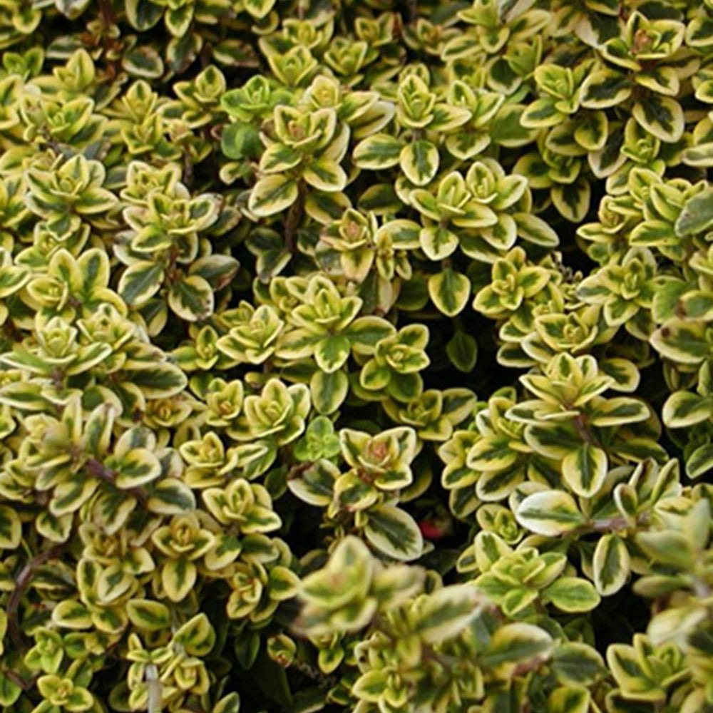 Thym citron doré - le pot / 8cm