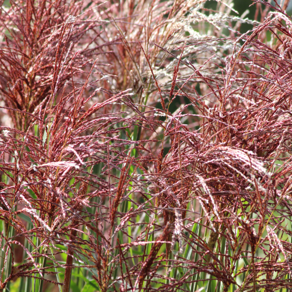 Roseau de chine red cloud - miscanthus sinensis red cloud 100 cm pot 3l