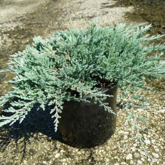 Genévrier rampant blue chip, juniperus pot de 3l - 20/40 cm