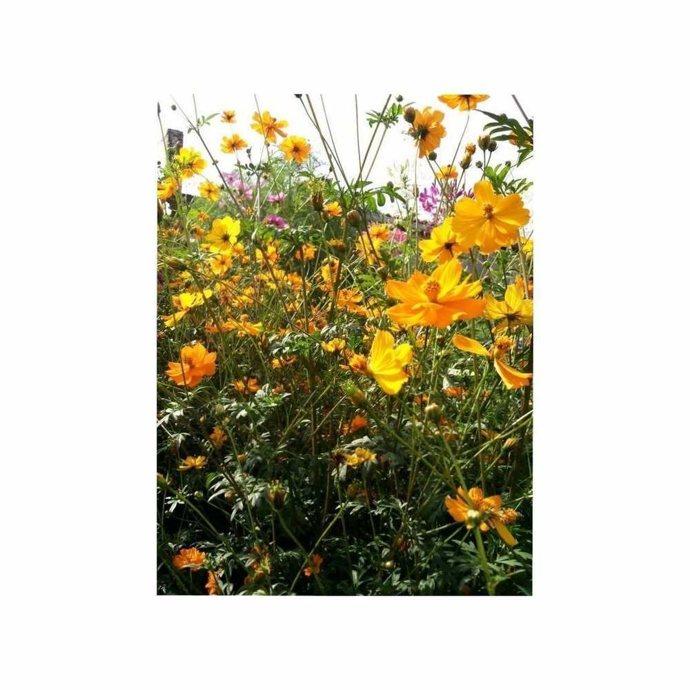 Cosmos sulphureus Brightlights
