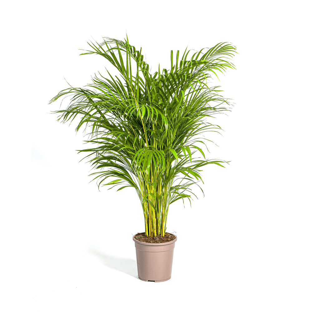 Dypsis areca lutescens ø24cm - ↕120 - 140cm - plantes d'intérieur