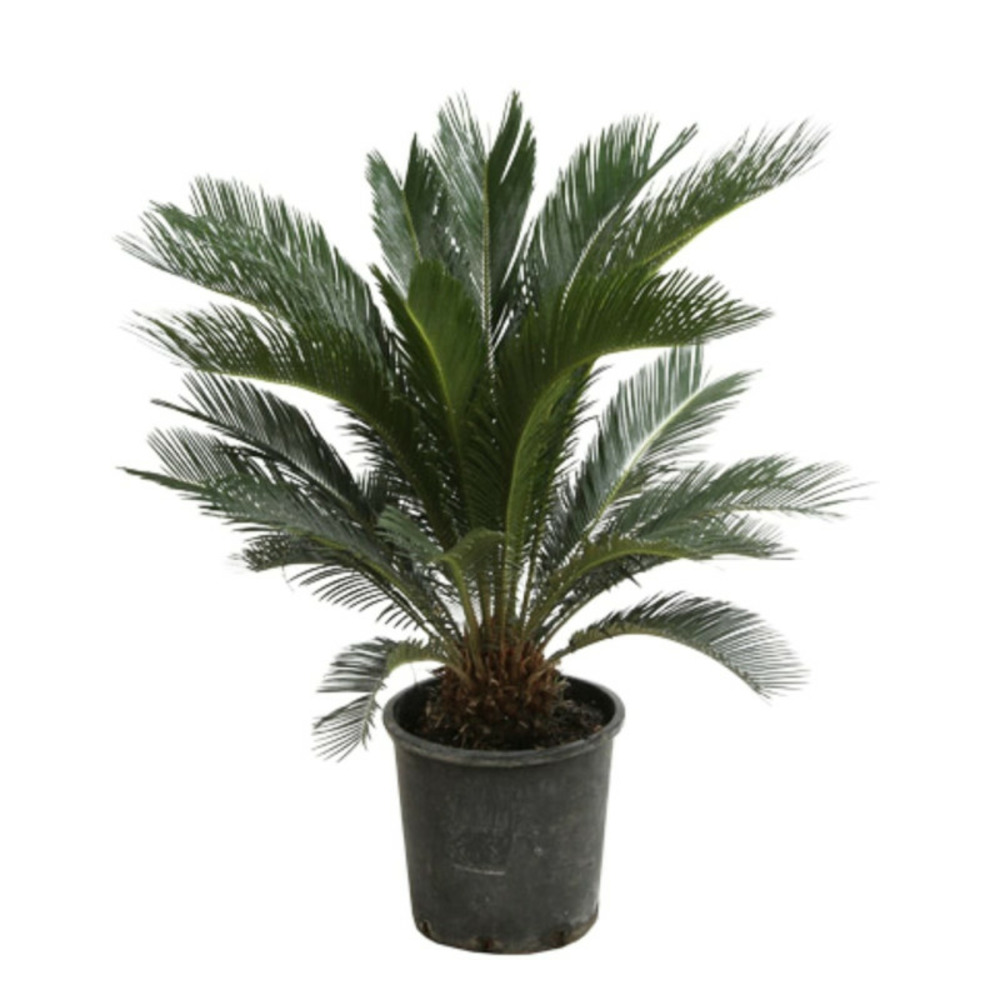 Cycas cycas revoluta 70 cm pot 18l