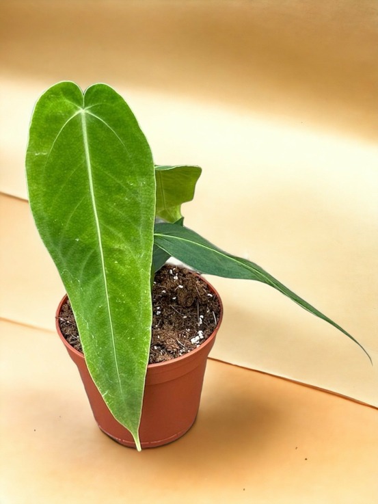 Anthurium warocqueanum x waterburyanum