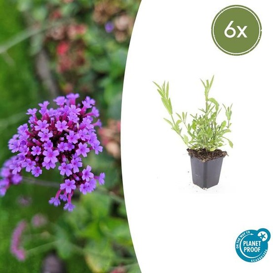 Verveine de buenos aires x6 – entre 0,38 et 0,5m2