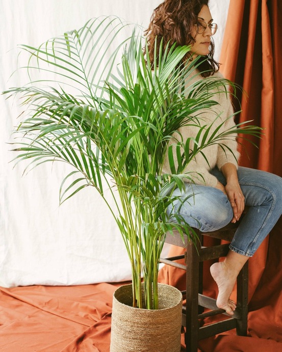 Palmier areca
