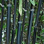 Bambou traçant noir, le pot / 2l / hauteur livrée 25-30cm