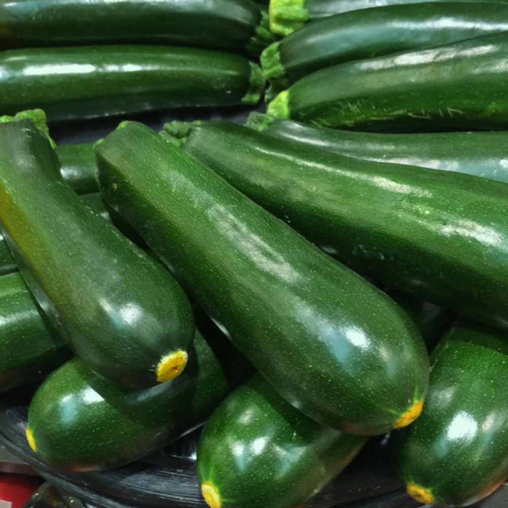 Plant de courgette astia hf1 godet