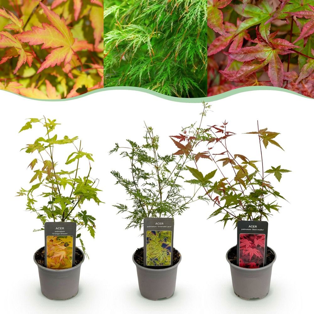 Érable du japon - pot 12 cm - hauteur 35 cm