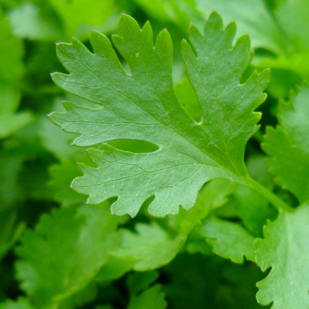 Graines de persil géant d'italie - vilmorin sachet économique