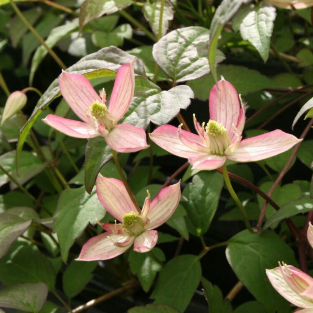 Clematite - clematis montana marjorie 70cm