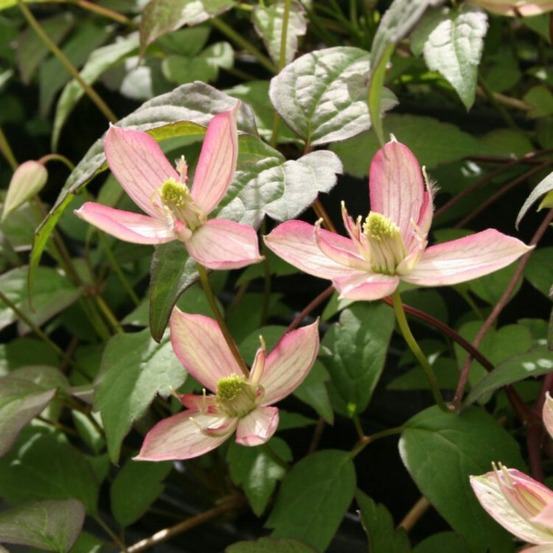 Clematite - clematis montana marjorie 70cm