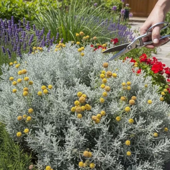 Santoline grise - sans traitement lot de 3 godets