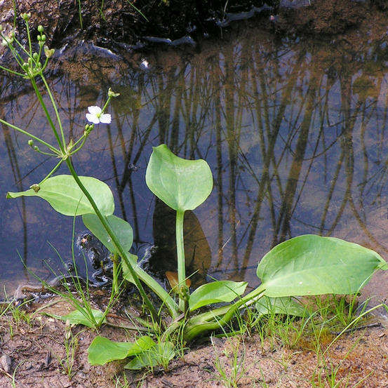Plantain d'eau parviflora godet de 8/9 cm